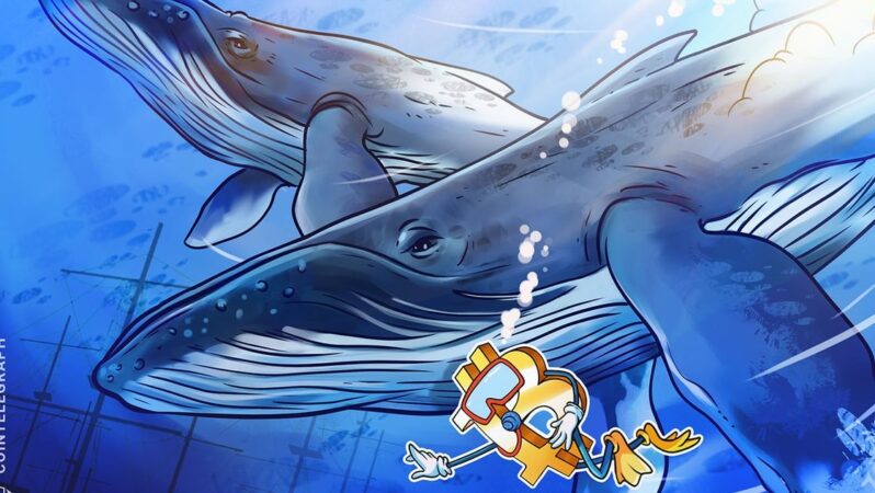 Bitcoin’in ikinci en büyük balina birikimi BTC’yi 106.000 doların üzerine çıkaramadı